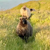 Schafe auf Helgoland.2021